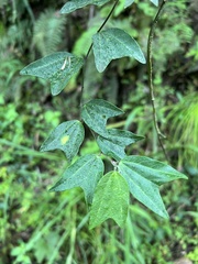 Decaloba