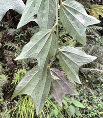 Decaloba