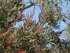 Melaleuca glauca