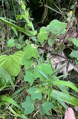 Passiflora resticulata
