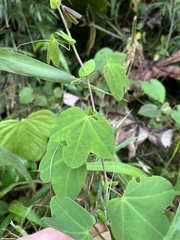 Passiflora resticulata