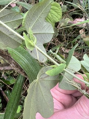 Passiflora resticulata