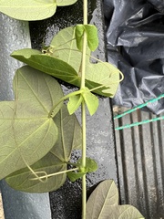 Passiflora resticulata