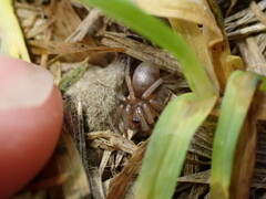 Hypodrassodes maoricus