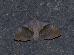 Pachysphinx modesta