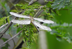 Hemigomphus heteroclytus