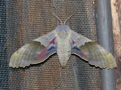 Pachysphinx modesta