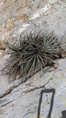 Hechtia mapimiana