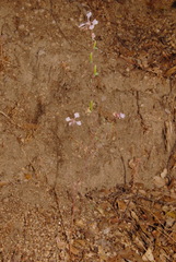 Clarkia unguiculata