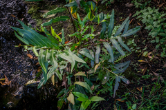 Acrostichum speciosum
