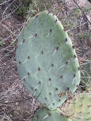 Opuntia × occidentalis