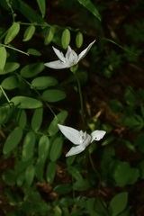 Codonorchis lessonii