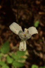 Codonorchis lessonii