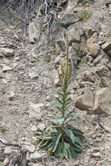 Verbascum thapsus thapsus
