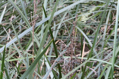 Machaerina complanata