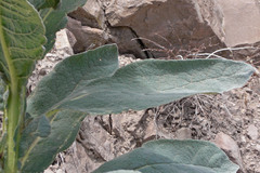 Verbascum thapsus thapsus