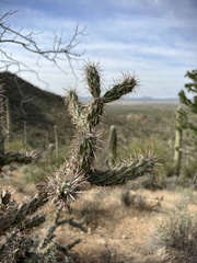 Cylindropuntia acanthocarpa acanthocarpa