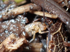 Tomocerinae