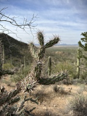 Cylindropuntia acanthocarpa acanthocarpa