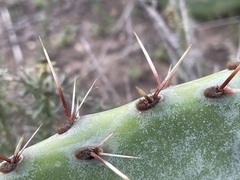 Opuntia × occidentalis