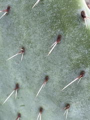Opuntia × occidentalis