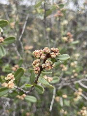Ceanothus megacarpus