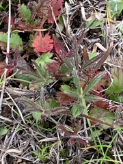Lupinus nanus