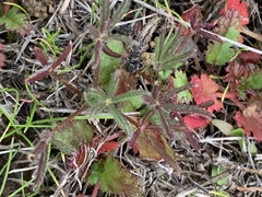 Lupinus nanus