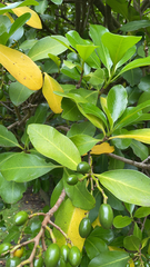 Corynocarpus laevigatus