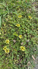 Arctotheca calendula