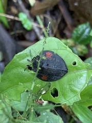 Cyrtonota
