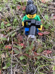 Lupinus nanus