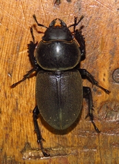 Apterodorcus bacchus