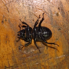 Apterodorcus bacchus