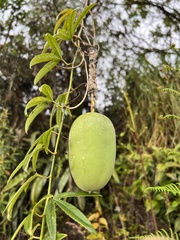 Passiflora harlingii