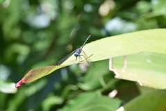 Dythemis nigra