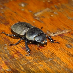 Apterodorcus bacchus