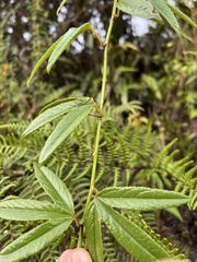 Passiflora harlingii