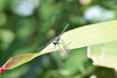 Dythemis nigra