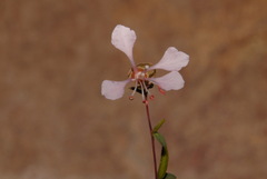Clarkia unguiculata