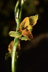 Chloraea bidentata