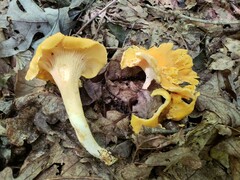 Cantharellus flavolateritius