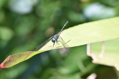 Dythemis nigra