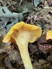 Cantharellus flavolateritius
