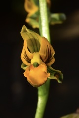Chloraea bidentata