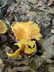 Cantharellus flavolateritius