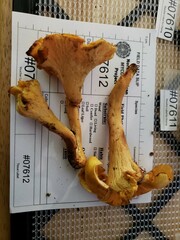 Cantharellus flavolateritius