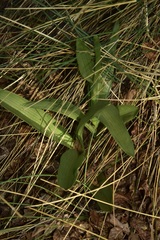 Chloraea bidentata