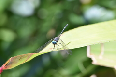 Dythemis nigra