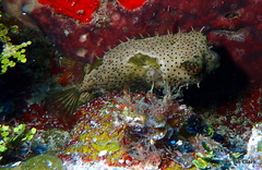 Chilomycterus antennatus